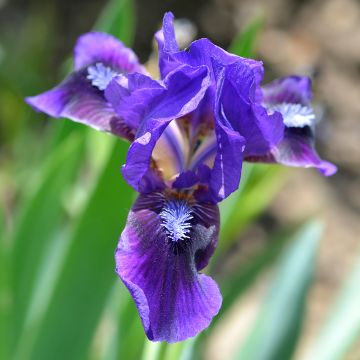 Iris pumila Brannigan