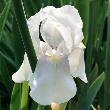 Iris pumila Bright White