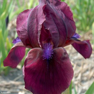 Iris pumila Cherry Garden