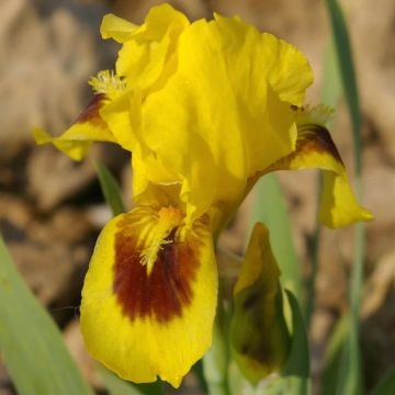 Iris pumila Curio