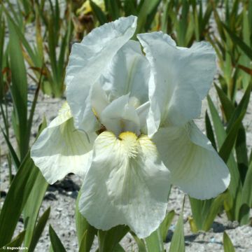 Iris pumila Dream Stuff