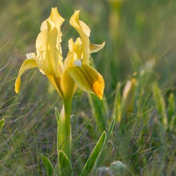 Iris pumila Jaune