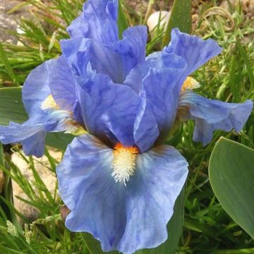 Iris pumila Sea Fire