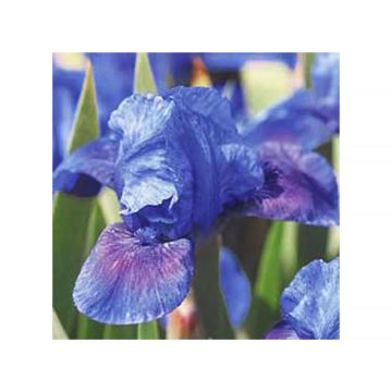 Iris pumila Smell The Roses