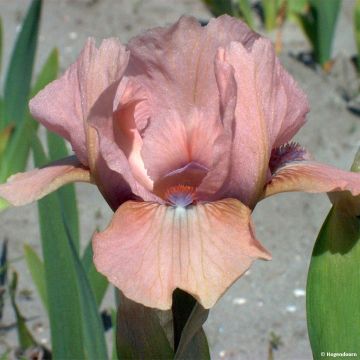 Iris pumila Volts
