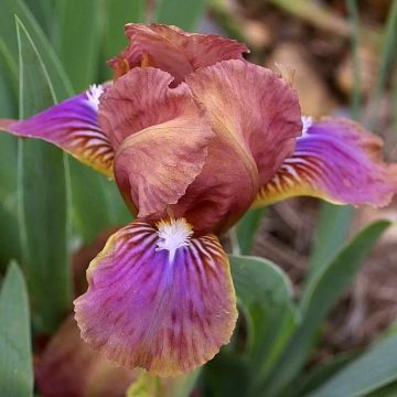 Iris pumila Wee Harry