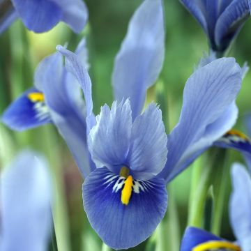 Iris reticulata Alida