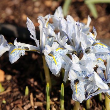 Iris reticulata Polar Ice