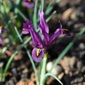 Iris reticulata Rejoice