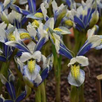 Iris reticulata Sea Breeze