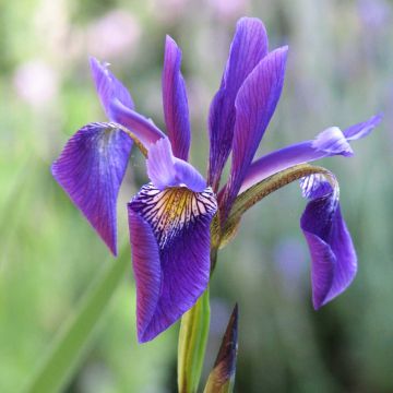 Iris x robusta Dark Aura