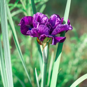 Iris sibirica Bundle of Joy