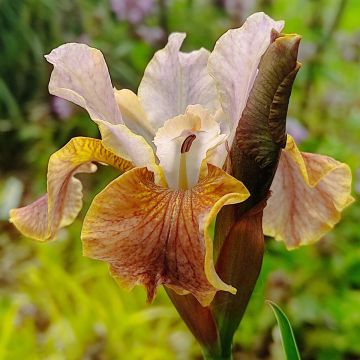 Iris sibirica Colonel Mustard