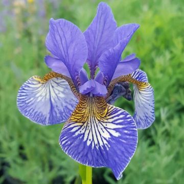 Iris sibirica Persimmon