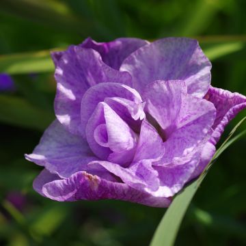 Iris sibirica Pink Parfait