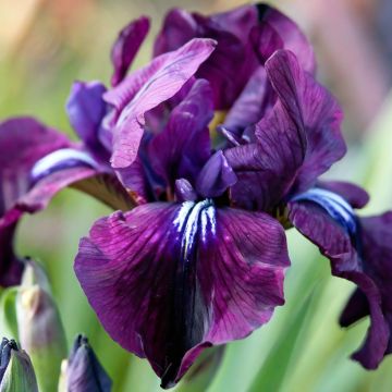 Iris sibirica Purplelicious
