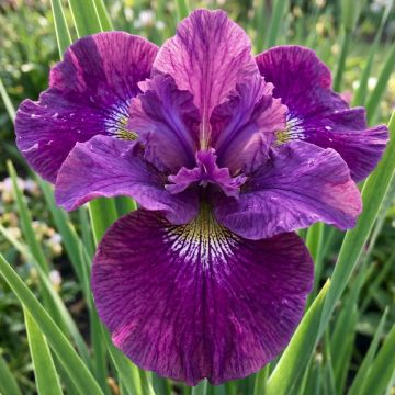 Iris sibirica Spindazzle