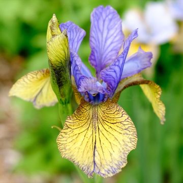 Iris sibirica Tipped in Blue