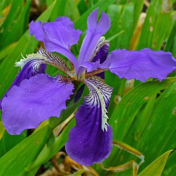 Iris tectorum  - Íris de telhado