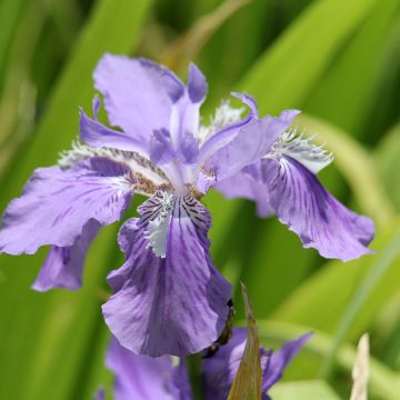 Iris tectorum  - Íris de telhado