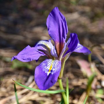 Iris unguicularis