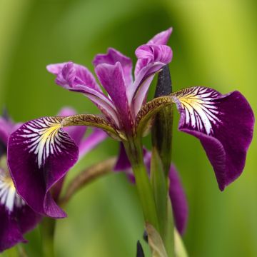 Iris versicolor Berlin Versilaev
