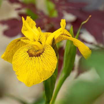 Iris Berlin Tiger