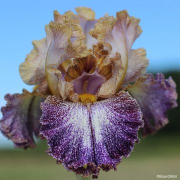 Iris germanica Dipped in Dots - Íris alemã