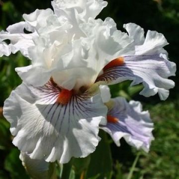 Iris germanica Hysteria
