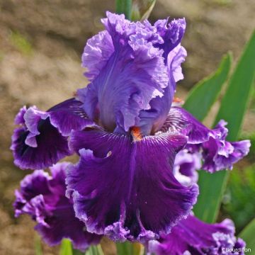Iris germanica Louisa's Song - Grand Iris des Jardins