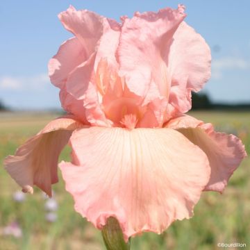 Iris germanica Magical Encounter - Íris alemã