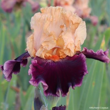Iris germanica Nuance Royale - Íris alemã