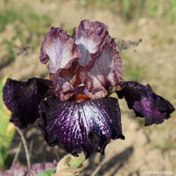 Iris germanica Nuit Galactique - Íris alemã