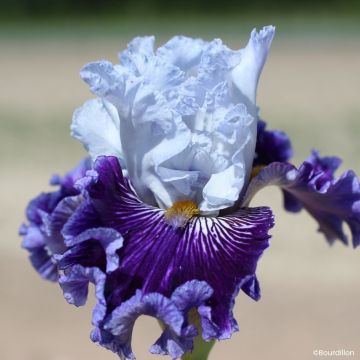 Iris germanica Polar Shift - Íris alemã