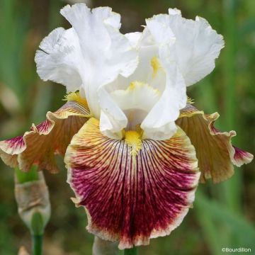 Iris germanica Scatterbrain - Íris alemã