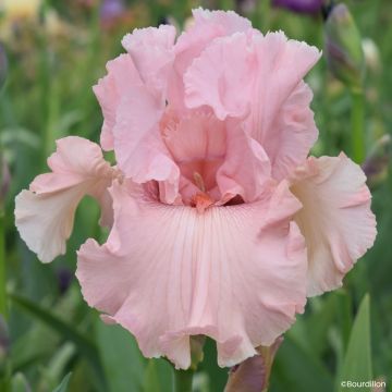 Iris germanica Star Appeal - Íris alemã