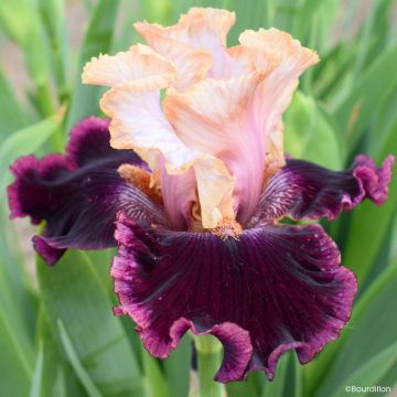 Iris germanica Vanilla Berry - Íris alemã