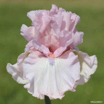 Iris germanica Vanity Girl - Íris alemã