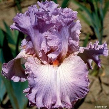 Iris germanica Vienna Waltz - Íris alemã