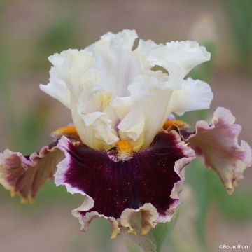 Iris germanica When Doves Cry - Íris alemã