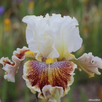 Iris germanica Wonder Never Cease - Íris alemã