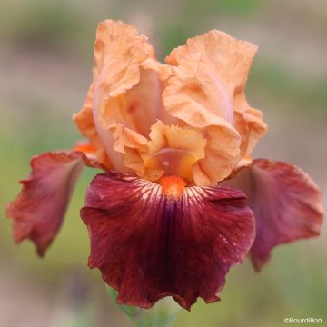 Iris germanica Apricot Toping - Íris alemã de bordadura