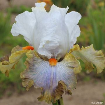 Iris germanica Art Du Camouflage - Íris alemã