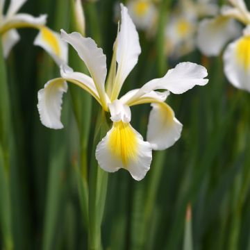 Iris ochroleuca