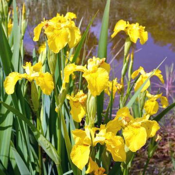 Iris pseudacorus Compact Form - Íris amarelo