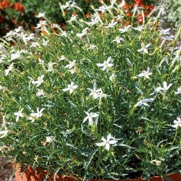 Isotoma Wendy's White