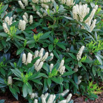 Itea virginica Little Henry