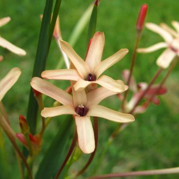 <em>Ixia paniculata</em> Eos - Íxia