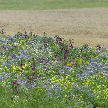 Pousio melífero Tübinger Bio