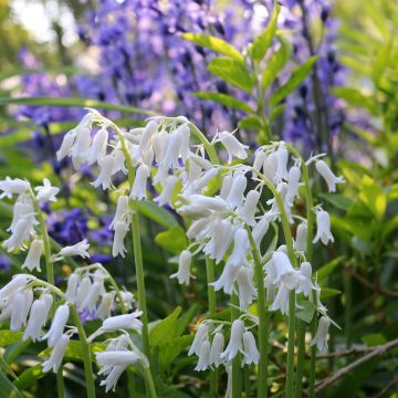 Jacinto-dos-bosques Branco - Hyacinthoides hispanica